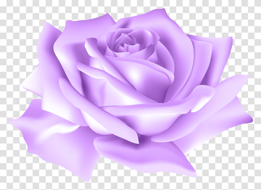 Free Purple Roses Download Background Purple Rose, Flower, Plant, Blossom, Petal Transparent Png