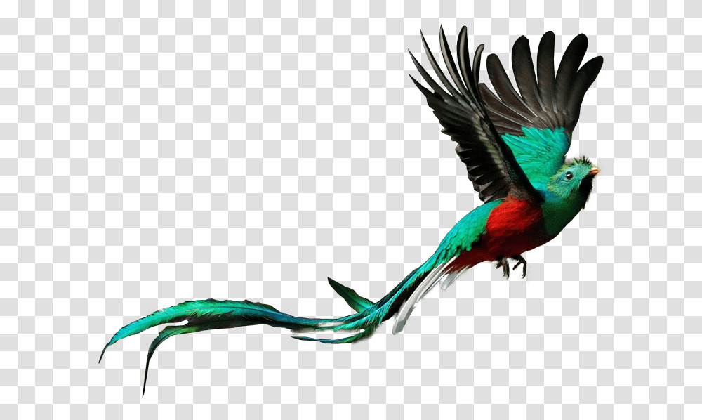 Free Quetzal Quetzal Bird Background, Animal, Beak, Macaw, Parrot Transparent Png