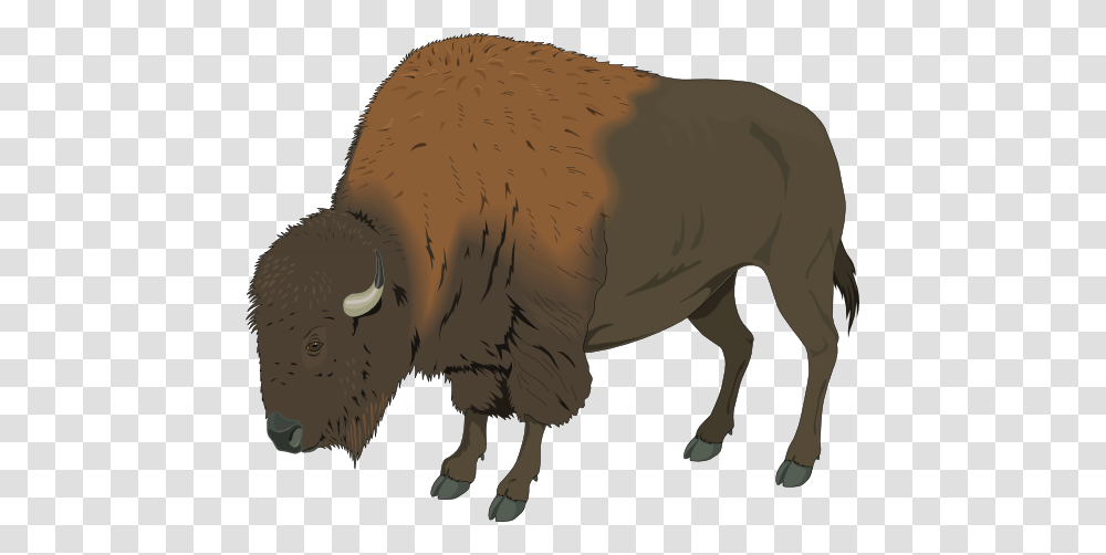 Free Realistic Bison Clip Art, Wildlife, Mammal, Animal, Buffalo Transparent Png