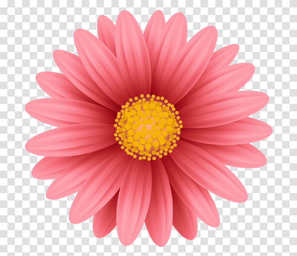 Free Red Flower Images Pink Flower Hd, Plant, Daisy, Daisies, Blossom Transparent Png
