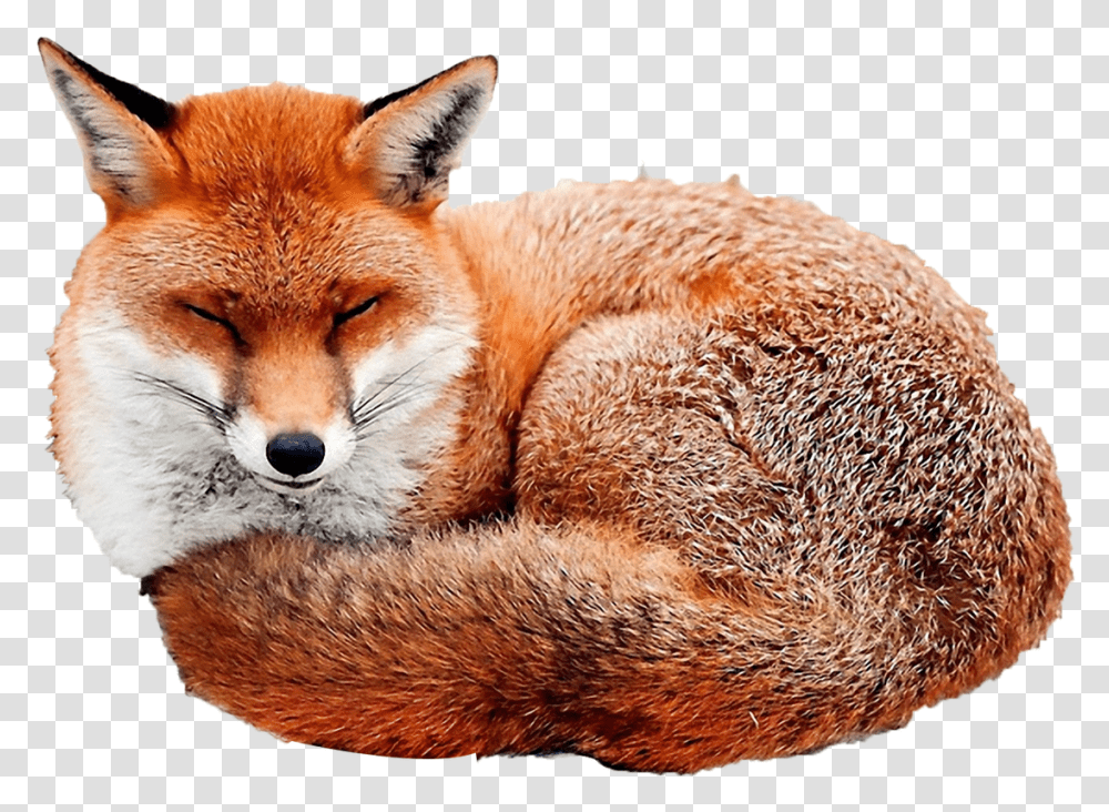 Free Red Fox Download Curled Up Sleeping Fox, Canine, Wildlife, Mammal, Animal Transparent Png