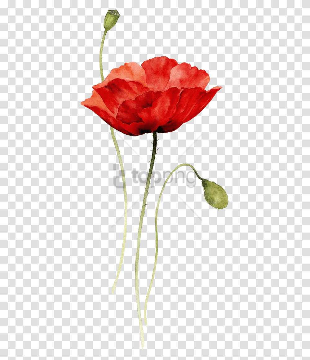Free Red Poppy Watercolor Tattoo Image With Red Flower Watercolor, Plant, Blossom, Petal, Bird Transparent Png