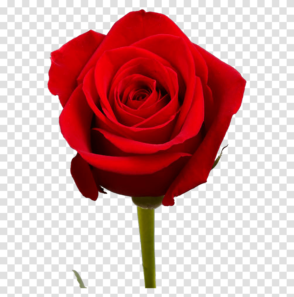 Free Red Rose Bouquet, Flower, Plant, Blossom Transparent Png