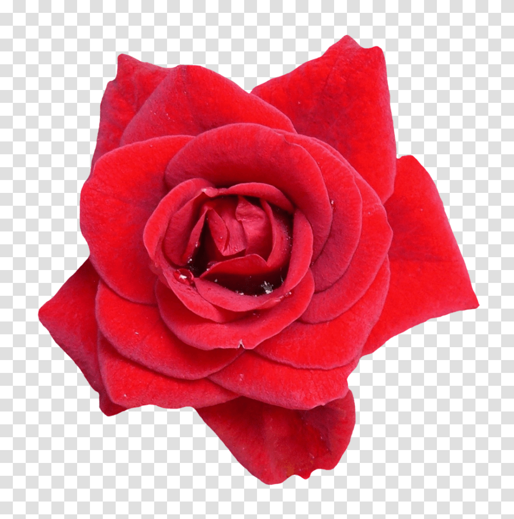 Free Red Rose Flower Image Vector Clipart, Plant, Blossom, Petal Transparent Png