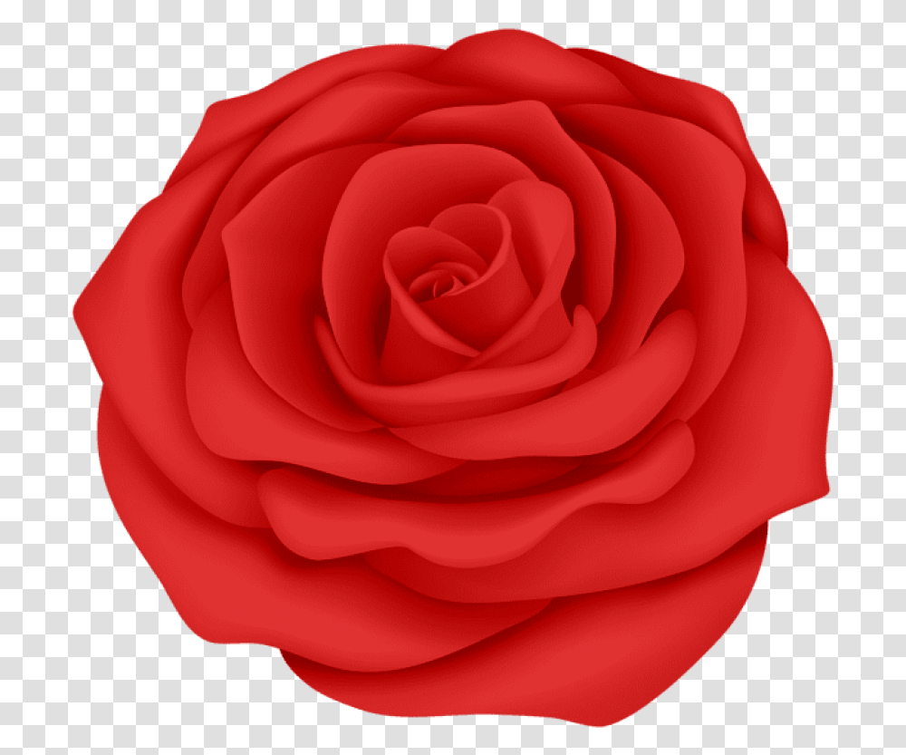 Free Red Rose Flower Images Rose With Backgrounds, Plant, Blossom, Petal Transparent Png