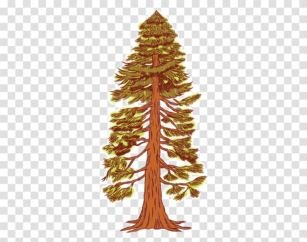 Free Redwood Cliparts Download Drawing Of A Redwood Tree, Plant, Fern, Moss, Flower Transparent Png