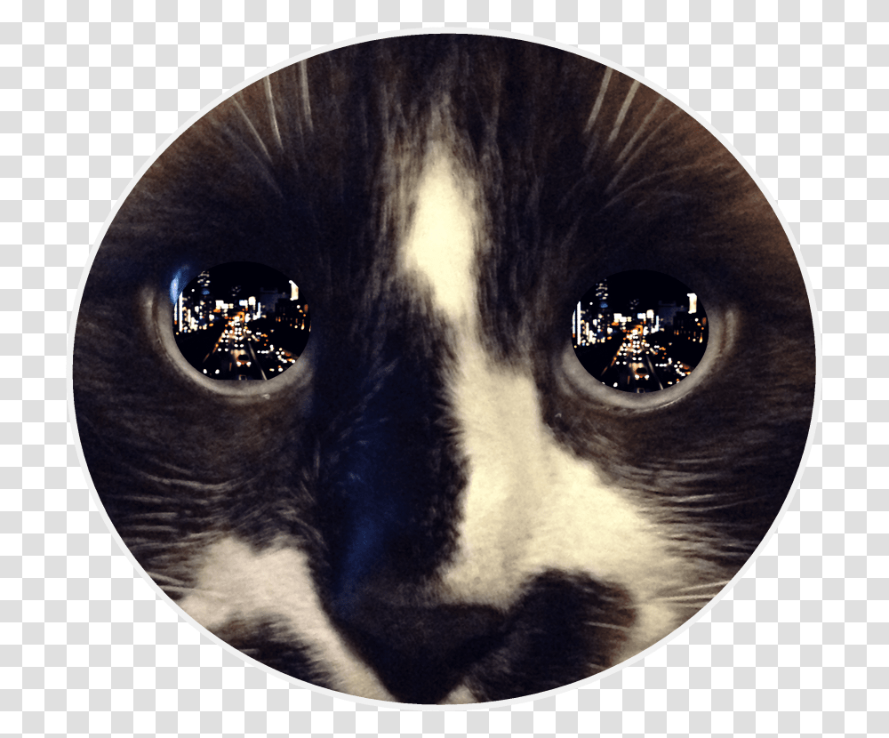 Free Reflection In Catquots Eye Images Reflective Eyes, Pet, Mammal, Animal, Wristwatch Transparent Png