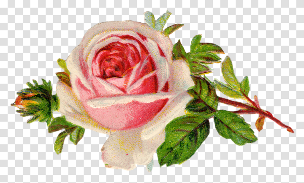 Free Rose Clip Art Free Victorian Flower Clipart, Plant, Blossom Transparent Png