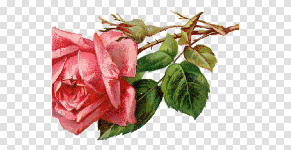 Free Rose Clipart Vintage Rose Clipart Download Vintage Rose Clipart Pink, Plant, Flower, Blossom, Petal Transparent Png