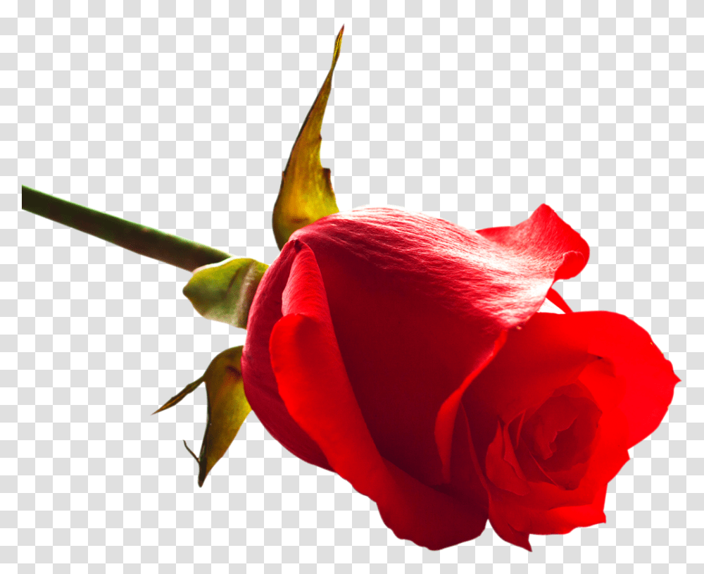 Free Rose Images Cb Picsart Rose, Plant, Flower, Blossom, Petal Transparent Png
