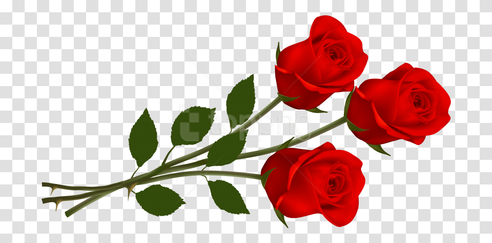 Free Rose Images Roses Clipart, Flower, Plant, Blossom, Petal Transparent Png