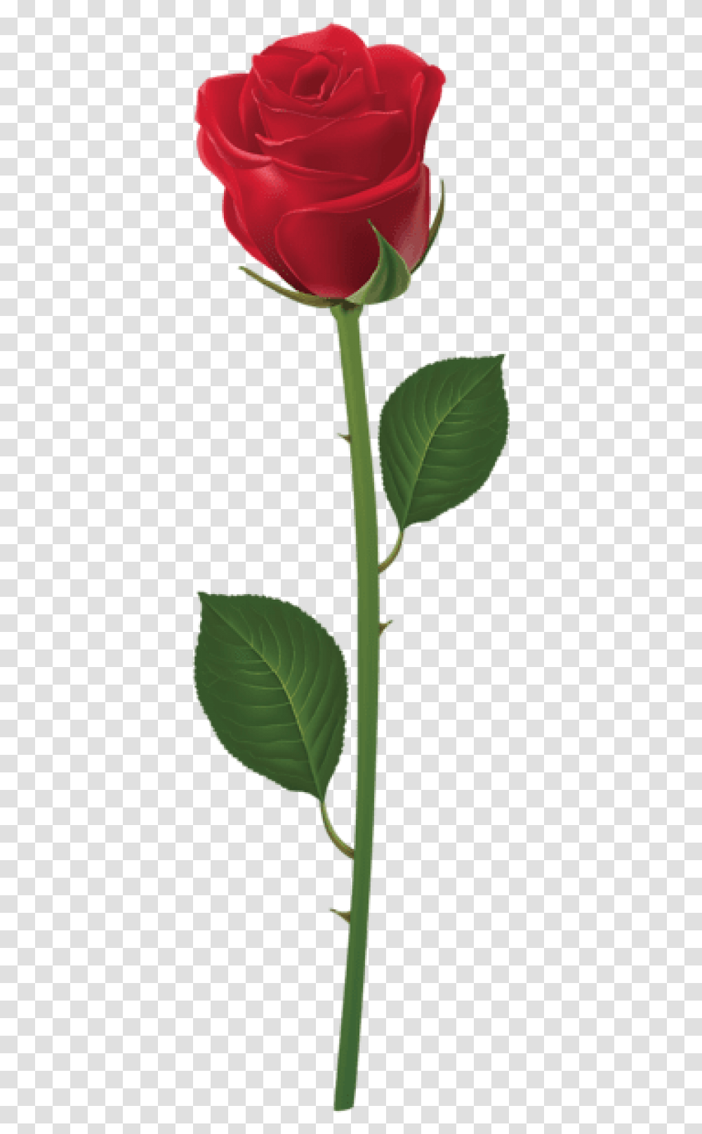 Free Rose With Stem Red Images Purple Rose With Stem, Leaf, Plant, Green, Flower Transparent Png