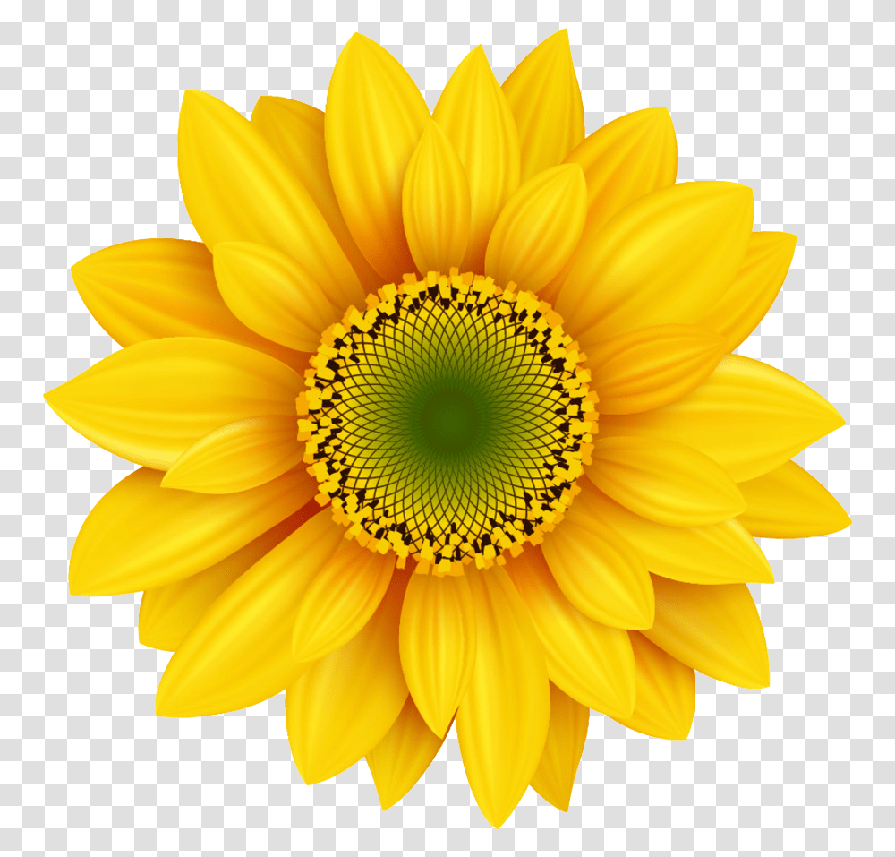 Free Royaltyfree Corbatin De Girasol, Plant, Flower, Blossom, Daisy Transparent Png