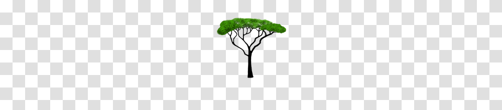 Free Safari Tree Clip Art, Plant, Moss, Invertebrate, Animal Transparent Png