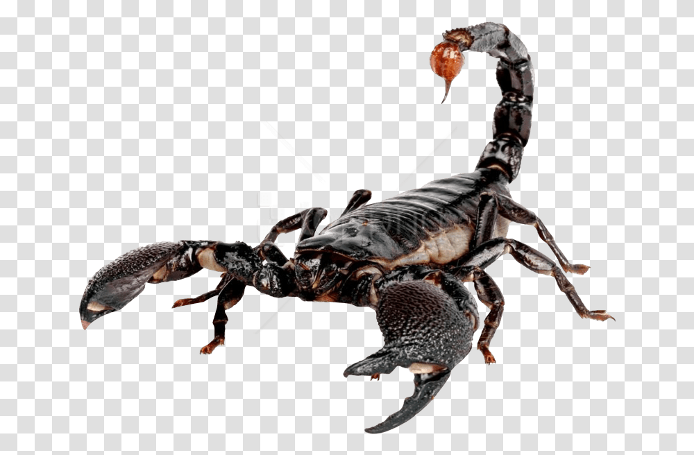 Free Scorpion Images Scorpion, Invertebrate, Animal, Spider, Arachnid Transparent Png