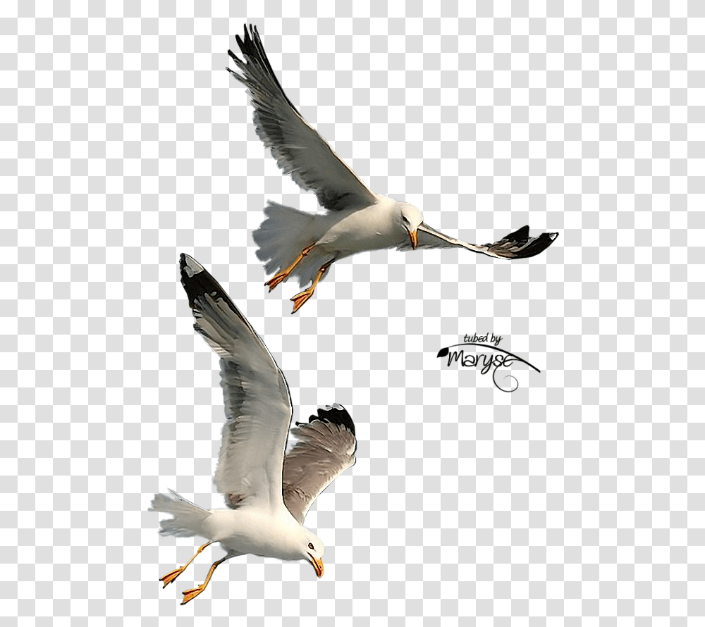 Free Seagulls Flying Clipart Gulls Bird Seagulls In Flight, Animal, Kite Bird, Waterfowl, Beak Transparent Png