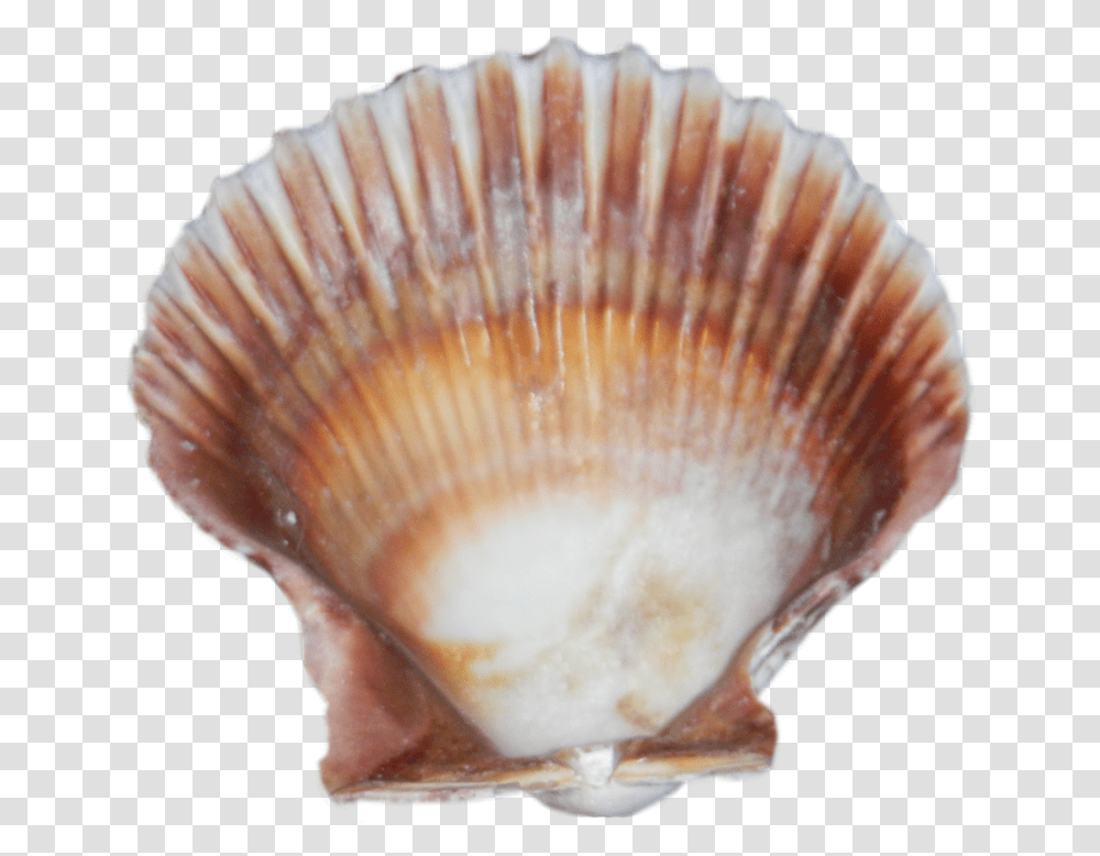 Free Seashell Images Sea Shell, Sea Life, Animal, Fungus, Invertebrate Transparent Png