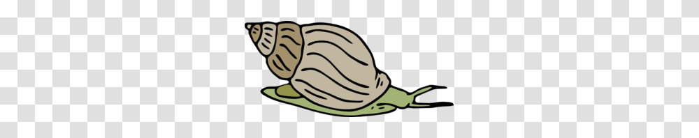 Free Snail Clipart, Plant, Animal, Clam Transparent Png