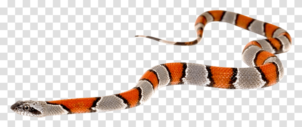 Free Snake Images, King Snake, Reptile, Animal Transparent Png