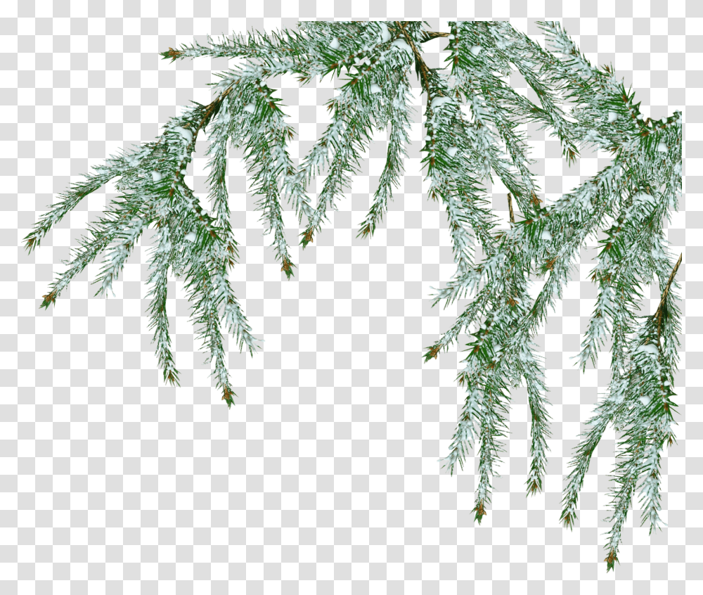 Free Snow Tree Pine Branch Snow, Plant, Landscape, Outdoors, Nature Transparent Png
