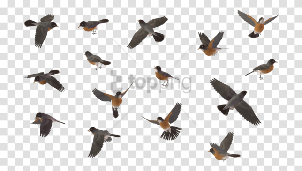 Free Sparrow Bird Image With Background, Animal, Flock, Flying, Swallow Transparent Png
