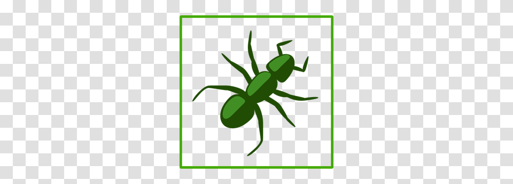 Free Spider Web Vector, Animal, Amphibian, Wildlife, Invertebrate Transparent Png