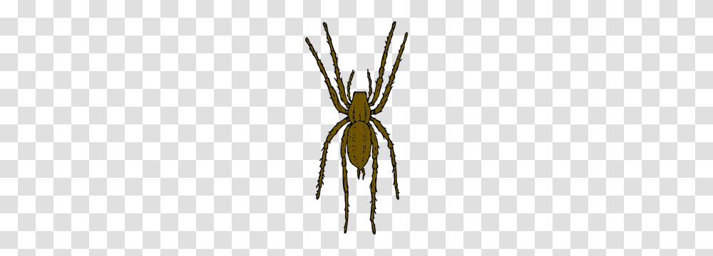 Free Spider Web Vector Clip Art, Invertebrate, Animal, Insect, Arachnid Transparent Png