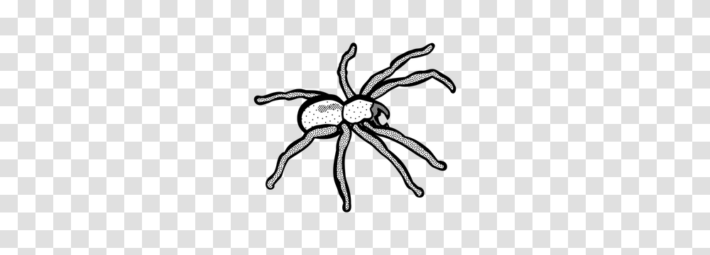 Free Spider Web Vector, Invertebrate, Animal, Arachnid, Insect Transparent Png