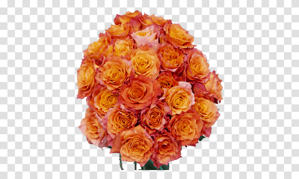 Free Spirit Orange Rose 40cm Royer's Flowers And Gifts Flower, Plant, Blossom, Graphics, Art Transparent Png