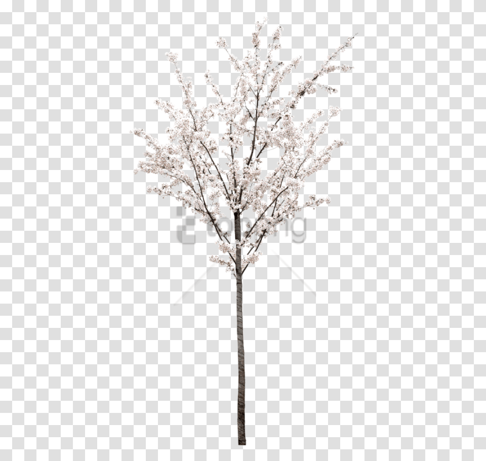 Free Spring Tree Image With White Cherry Blossom Tree, Plant, Cross, Accessories Transparent Png