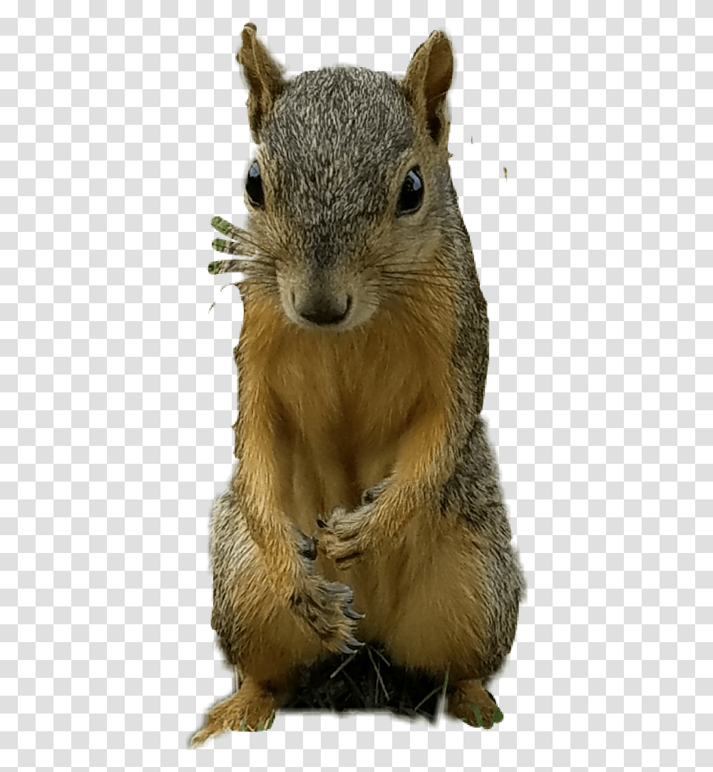 Free Squirrel Clipart Fox Squirrel, Mammal, Animal, Rodent, Wildlife Transparent Png