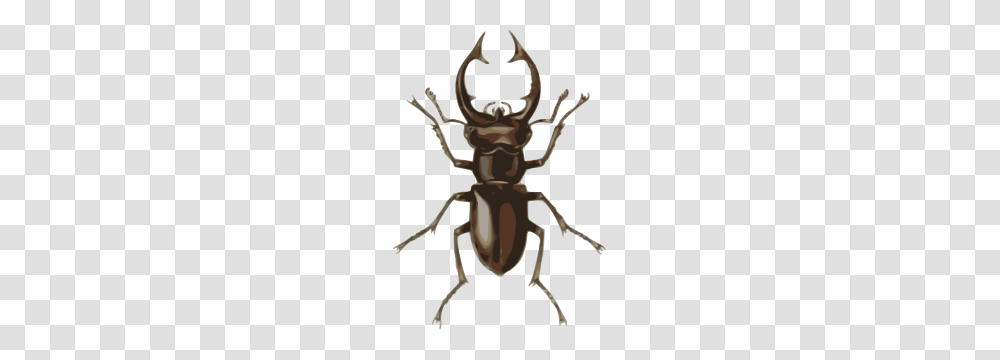 Free Stag Clipart Stag Icons, Animal, Invertebrate, Insect, Dung Beetle Transparent Png