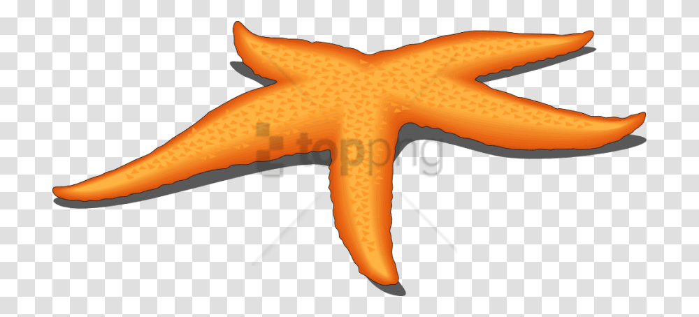 Free Starfish Image With Background Starfish Clipart, Animal, Sea Life, Invertebrate, Plant Transparent Png