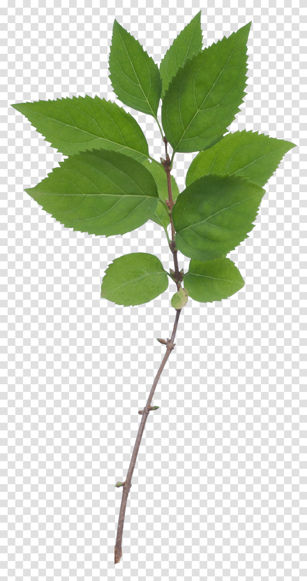 Free Stock Paramecij's Vegetation Base Texture Portable Network Graphics, Leaf, Plant, Flower, Blossom Transparent Png