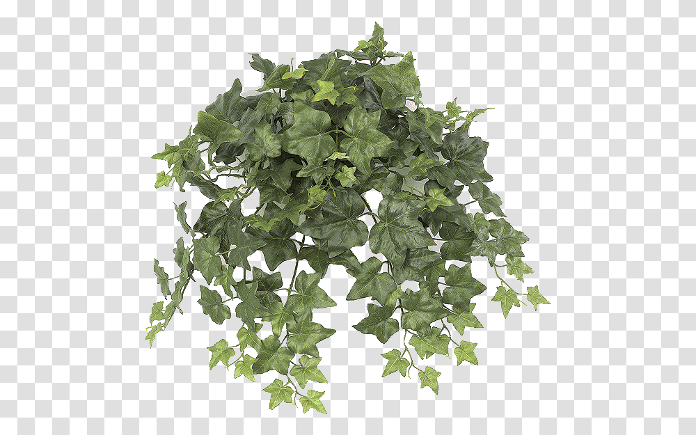 Free Stock Paul Web Logs Alternative English Ivy, Plant, Leaf, Tree, Oak Transparent Png