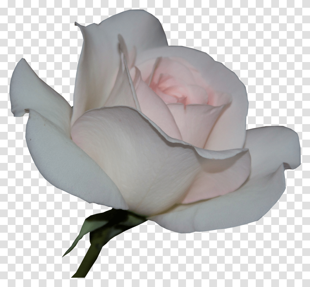Free Stock Photo Of Beautifull Flower Garden Roses Transparent Png