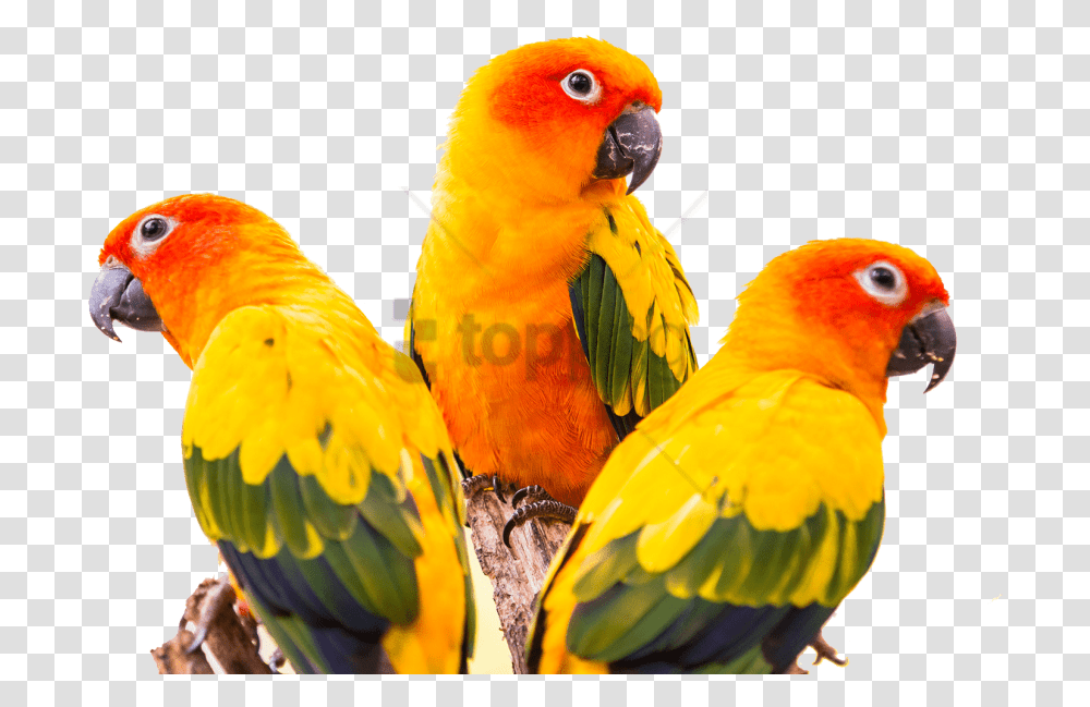 Free Sun Conure Bird Image With Sun Conure Green Cheek Conure, Animal, Parrot, Macaw, Parakeet Transparent Png