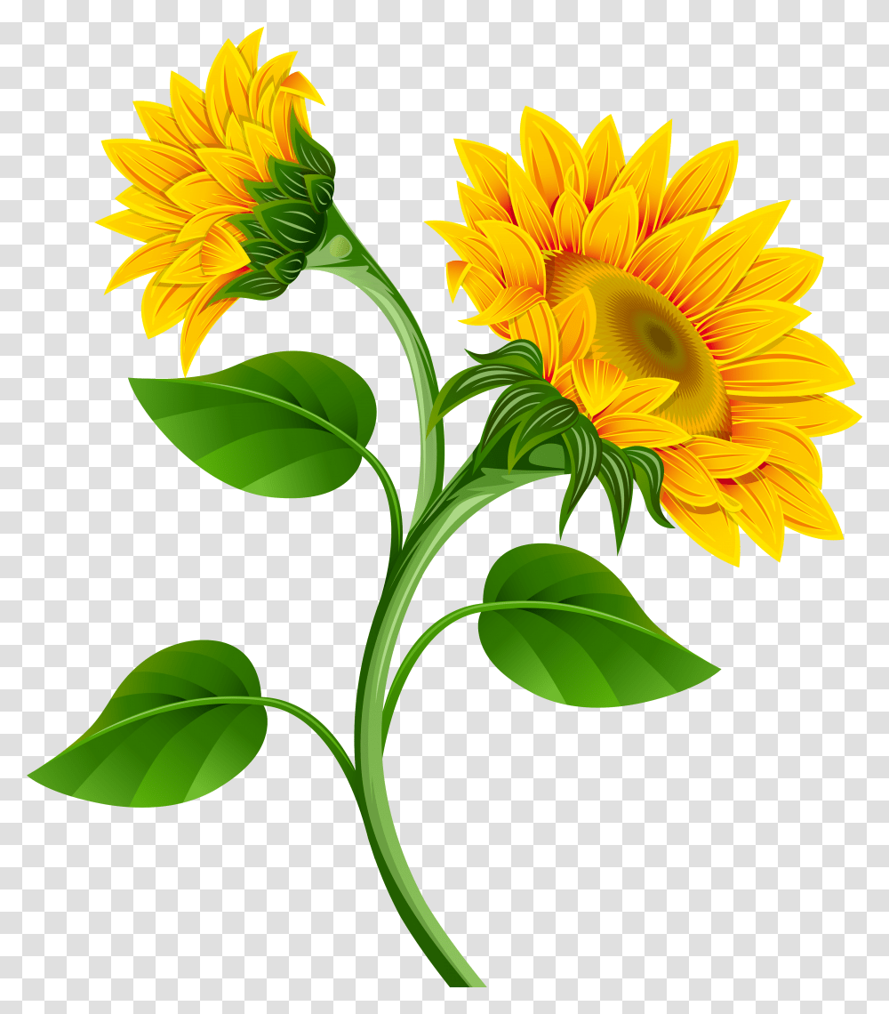 Free Sunflower Background Cliparts Download Clip Art Background Sunflower, Plant, Blossom, Daisy, Daisies Transparent Png