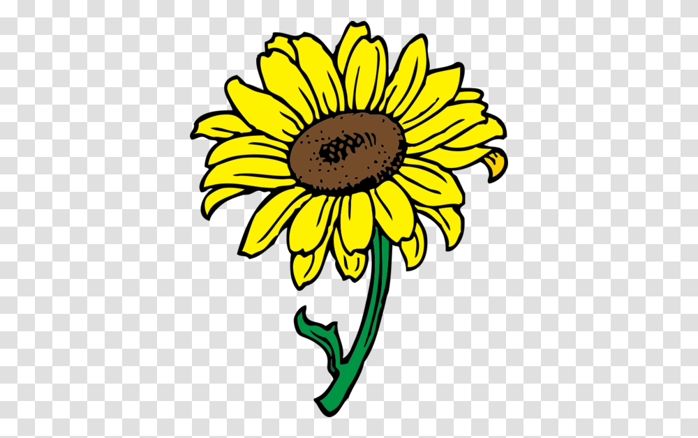Free Sunflower Clipart And Vector Graphics, Plant, Blossom, Daisy, Daisies Transparent Png