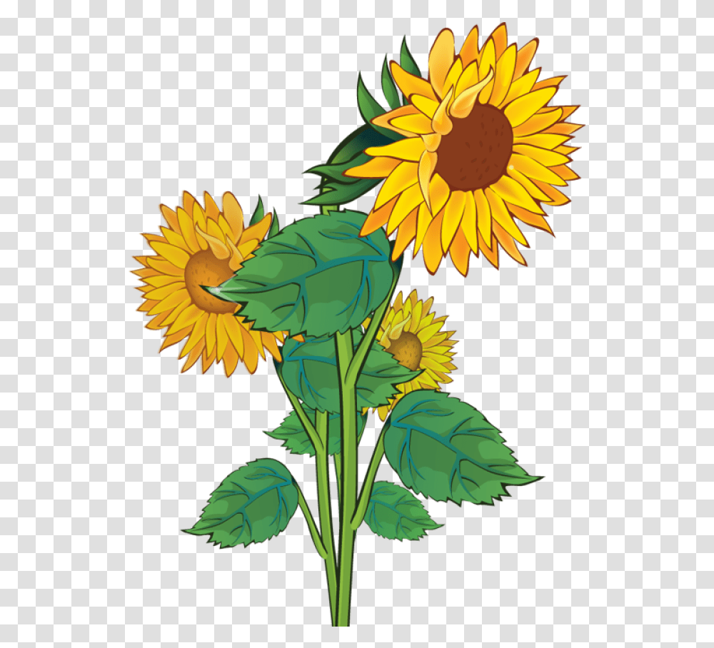 Free Sunflower Clipart Background Download Sunflower Clipart, Plant, Blossom, Daisy, Daisies Transparent Png