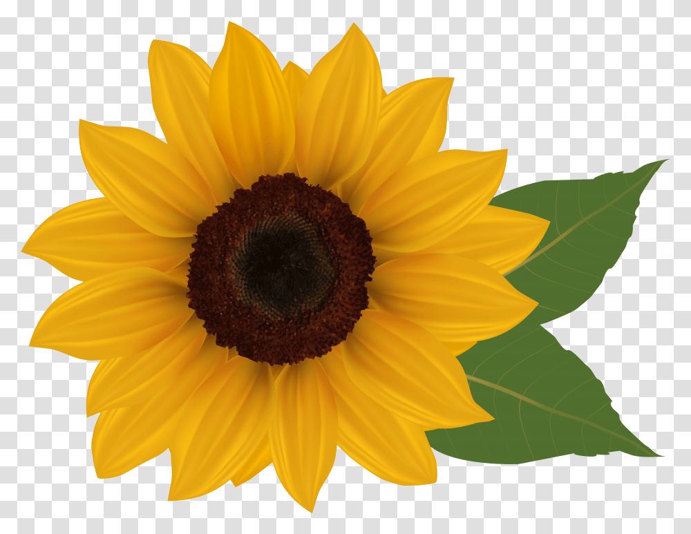 Free Sunflower Clipart Background Sunflower Transparent Png