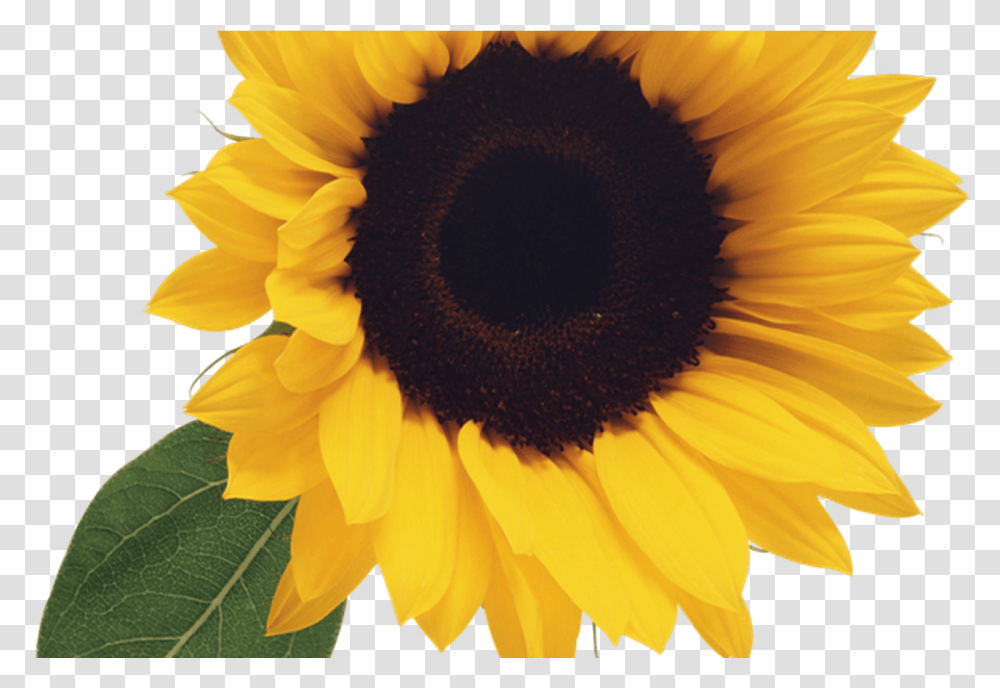 Free Sunflower Clipart Clipartpost Background Sunflower Images Clip Art, Plant, Blossom, Bird, Animal Transparent Png
