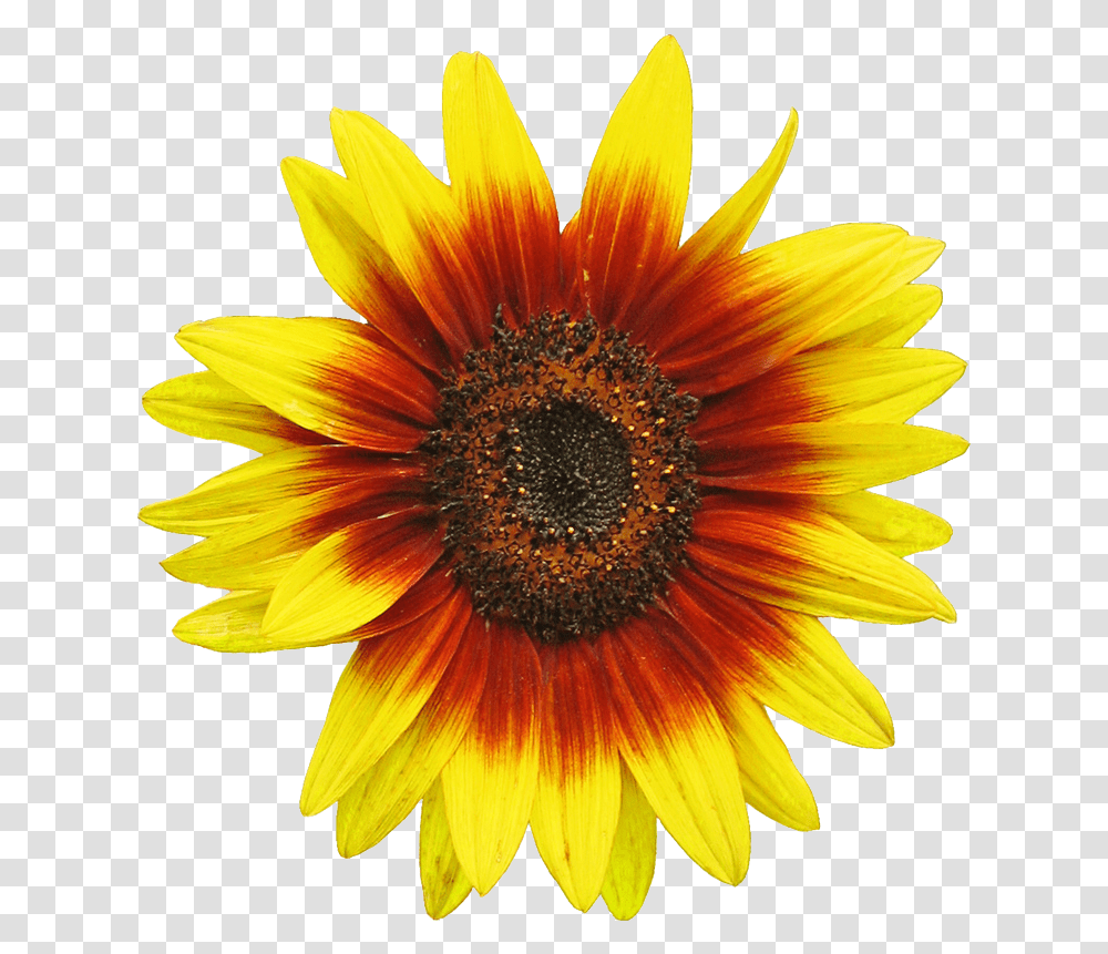 Free Sunflower Clipart Image 2 Clip Art Sunflower Illustration, Plant, Blossom, Daisy, Daisies Transparent Png