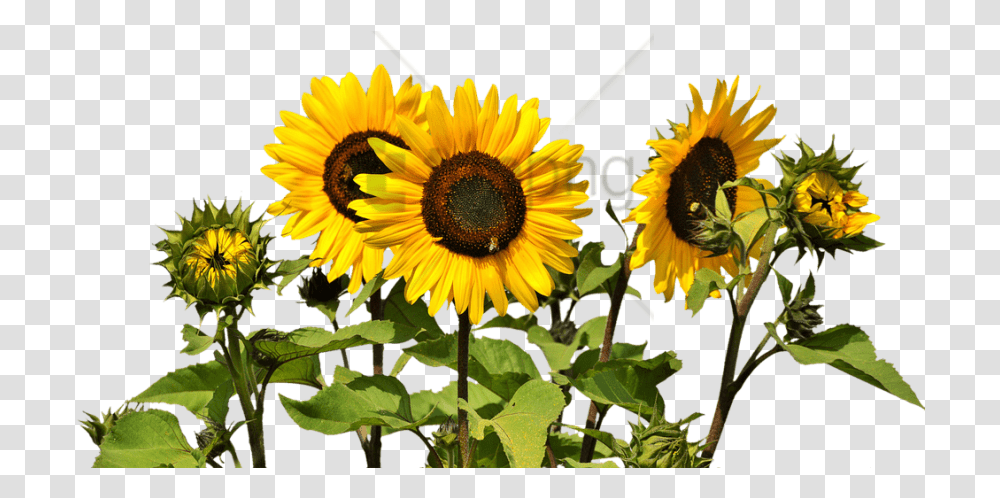 Free Sunflower Clipart Image With Sunflowers, Plant, Blossom Transparent Png