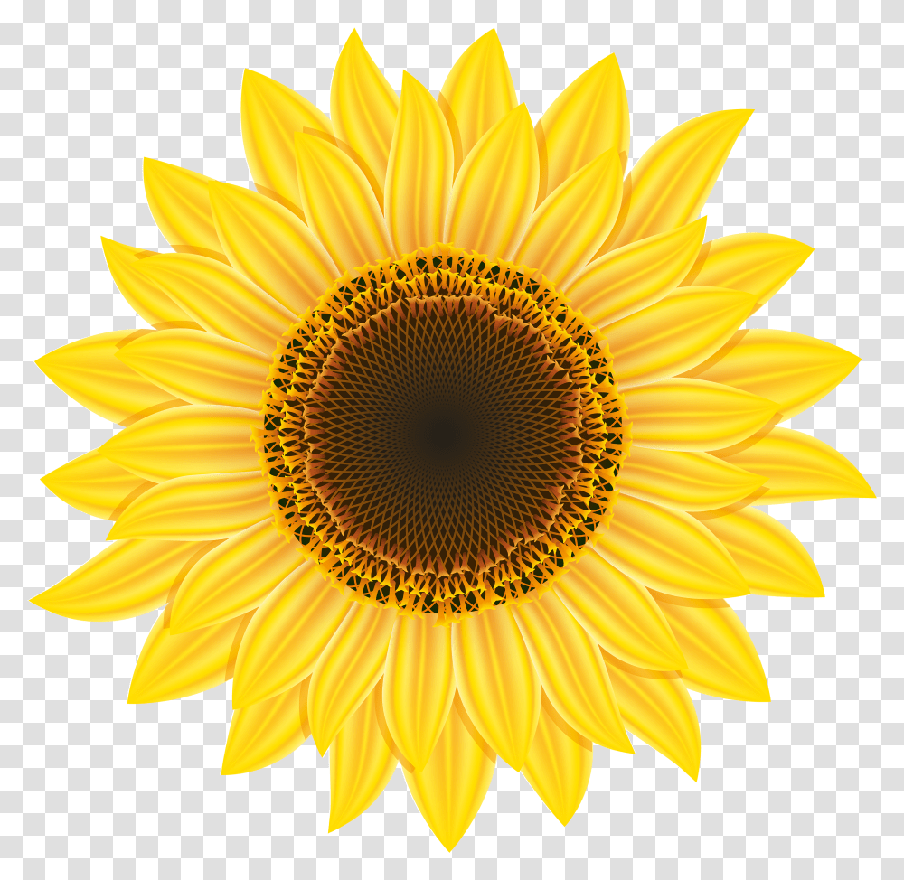 Free Sunflower Clipart Sunflower Clipart Transparent Png