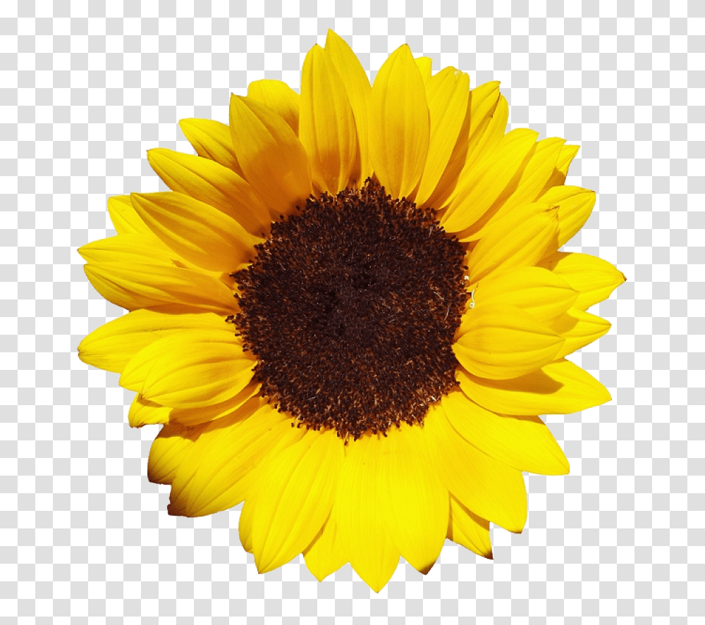 Free Sunflower Clipart Sunflower, Plant, Blossom Transparent Png