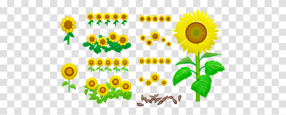 Free Sunflower & Flower Illustrations Pixabay Fresh, Plant, Graphics, Art, Blossom Transparent Png