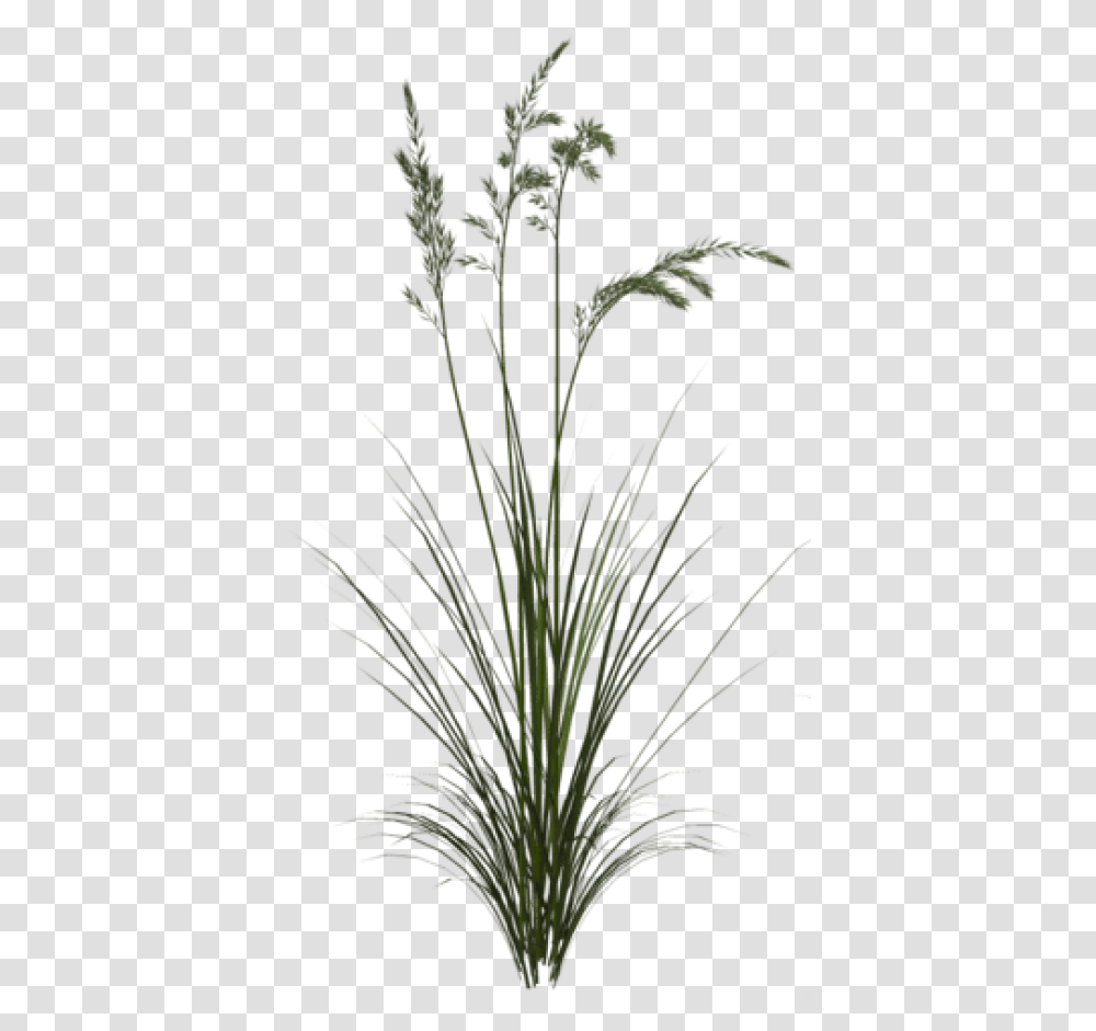 Free Sweet Grass Images Background Long Herb, Plant, Flower, Blossom, Petal Transparent Png
