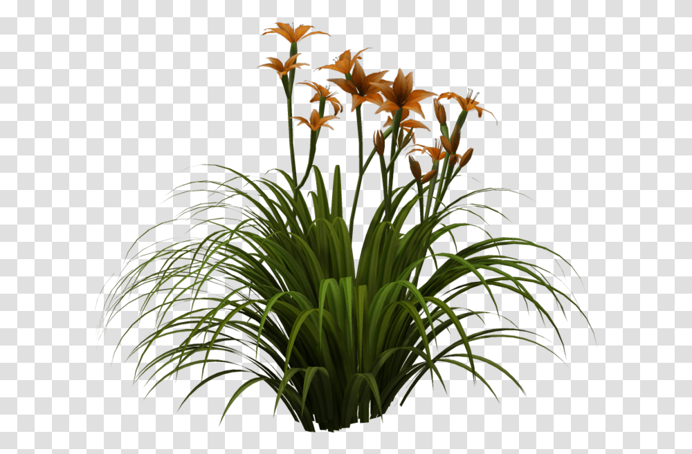 Free Tall Grass Tall Grass, Plant, Iris, Flower, Blossom Transparent Png