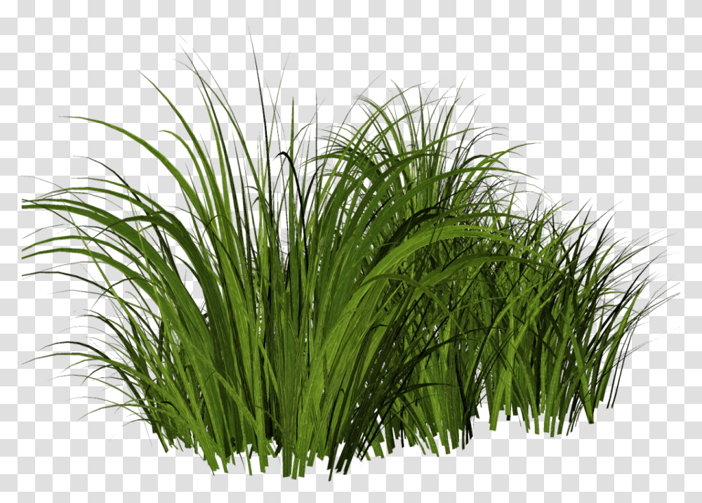 Free Tall Grass Tall Grass, Plant, Vegetation, Water, Nature Transparent Png